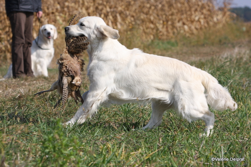 Field Erstein 09 (13).JPG